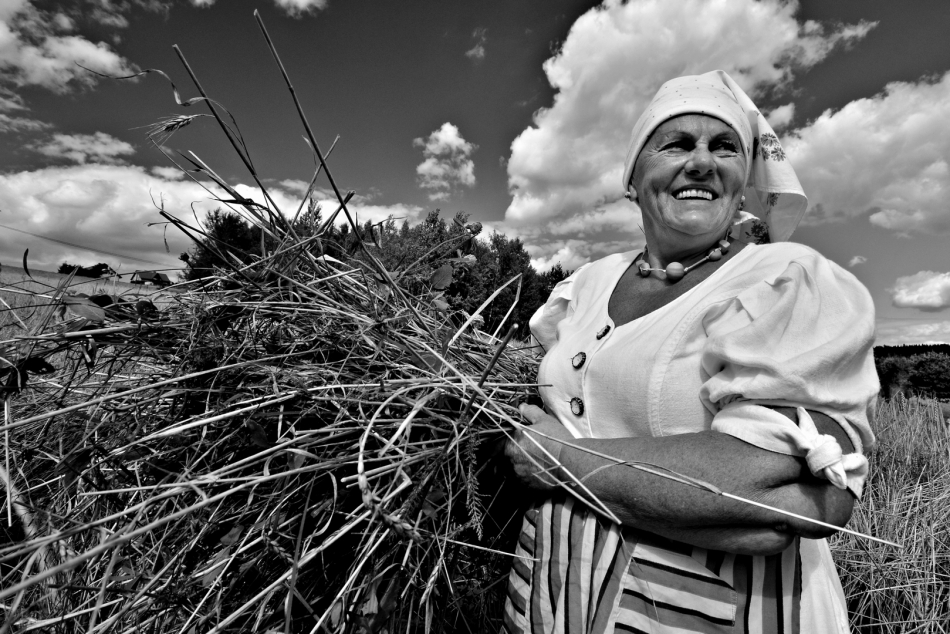 scots - czas żniw. Beskid Niski. Zdjęcie 319637