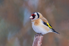 szczygieł (Carduelis ca...