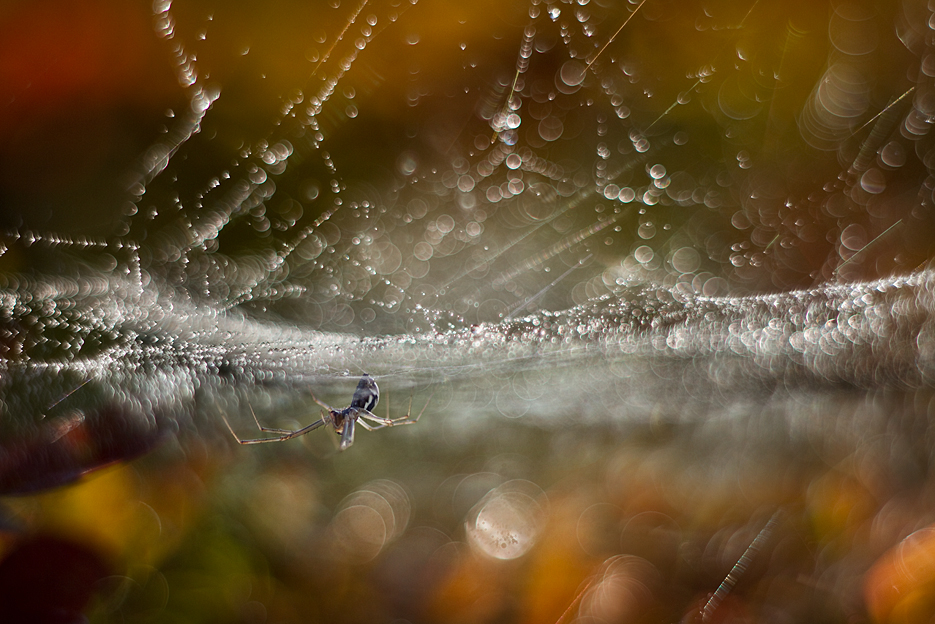 agnez - *. . Zdjęcie 131541