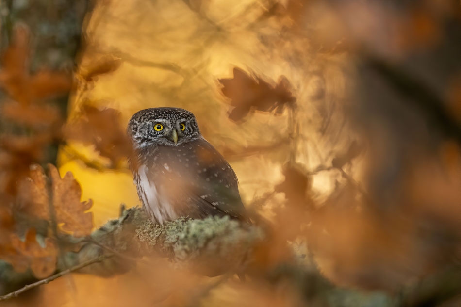 darek_d - jesienna pani. . Zdjęcie 336512