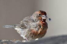 Purple Finch ( Carpodac...