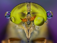 Atylotus rusticus.
