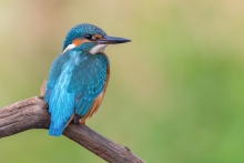 Kingfisher