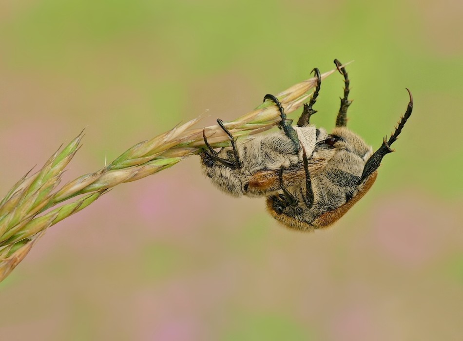 Chrabąszcz majowy (Melolontha melolontha). PE proszę. Zdjęcie 337537