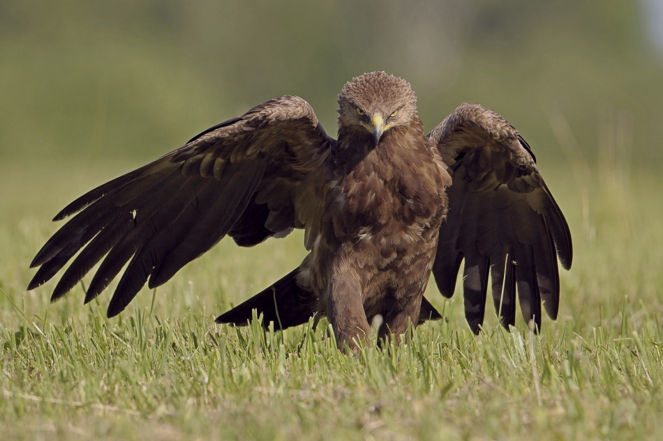 Orlik krzykliwy . . Zdjęcie 337162