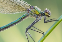 Calopteryx