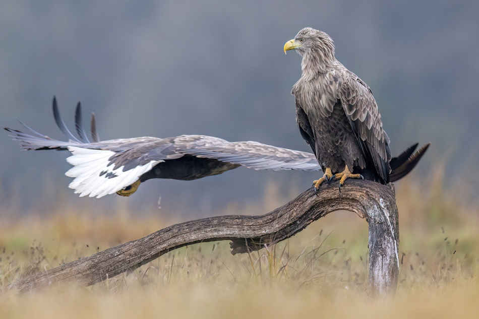 rybo_lub - Gdzie lecisz?. . Zdjęcie 312116