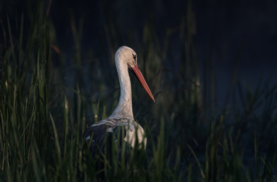 cieszka - Bocian. . Zdjęcie 294782