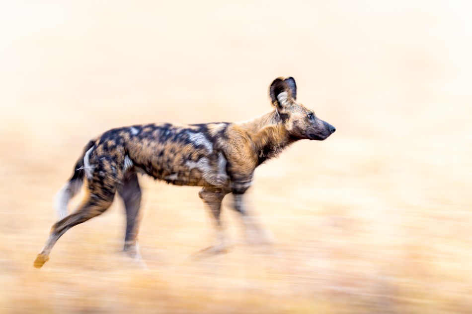 Malowany wilk. Likaon pstry (Lycaon pictus) to drapieżnik o jednym z najbardziej fascynujących i nieregularnych umaszczeń w świecie zwierząt. Jego nazwę naukową można przetłumaczyć jako „pomalowanego wilka” . Zdjęcie 339476