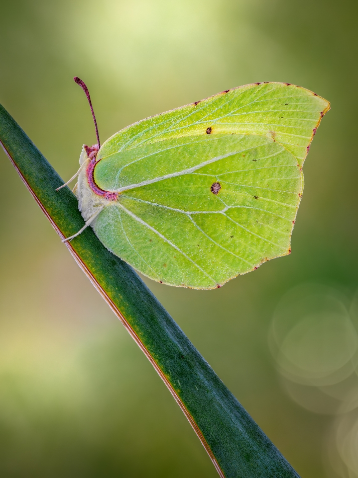 irass - Gonepteryx rhamni.. . Zdjęcie 333722