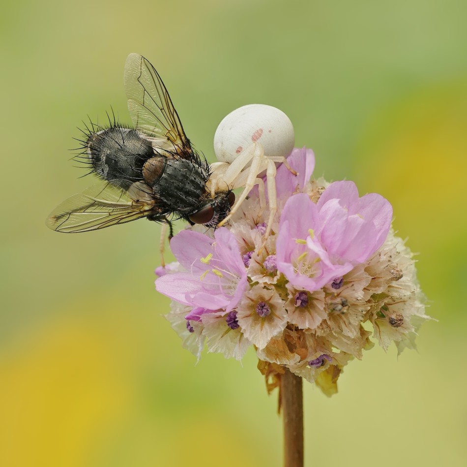 Pająk polujący na muchę na tle kwiatów. PE. Zdjęcie 338486