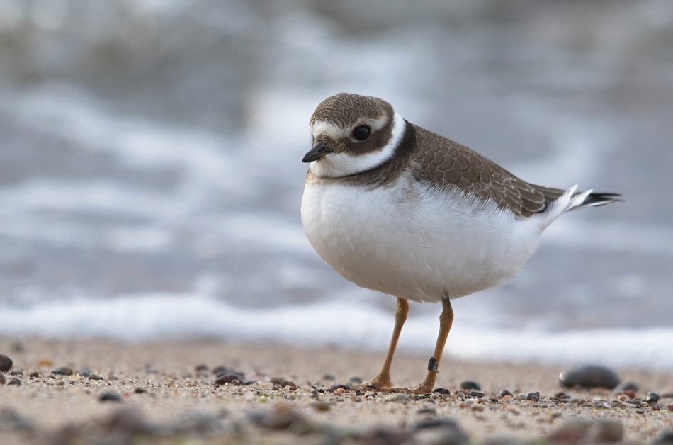 roman53 - Sieweczka obrożna. . Zdjęcie 307132