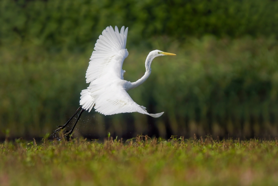 amigamedia - Biel w zieleni. Czapla biała ( Ergretta alba ). Zdjęcie 318094
