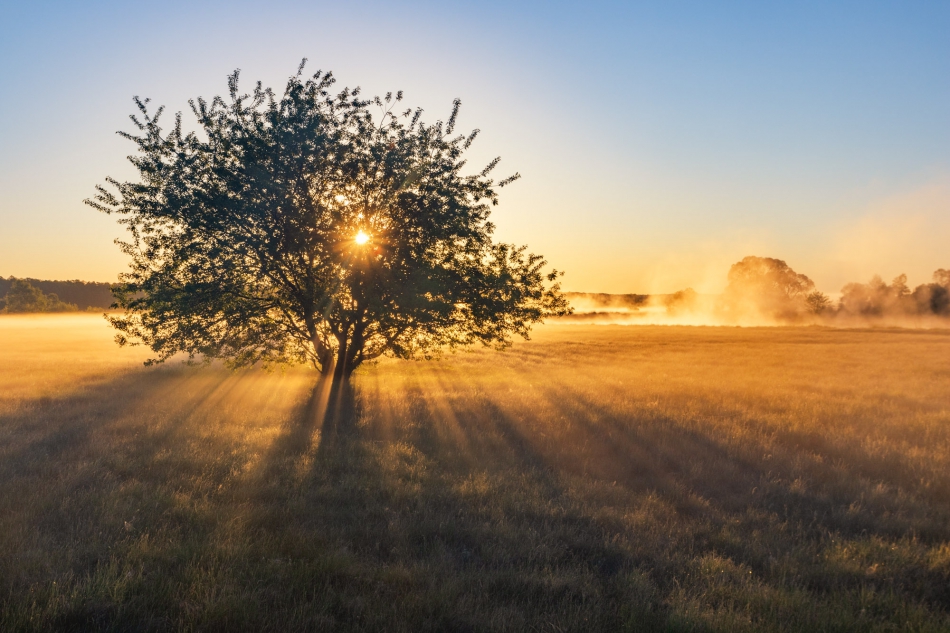 radson_foto - Poranne promienie.. . Zdjęcie 302135