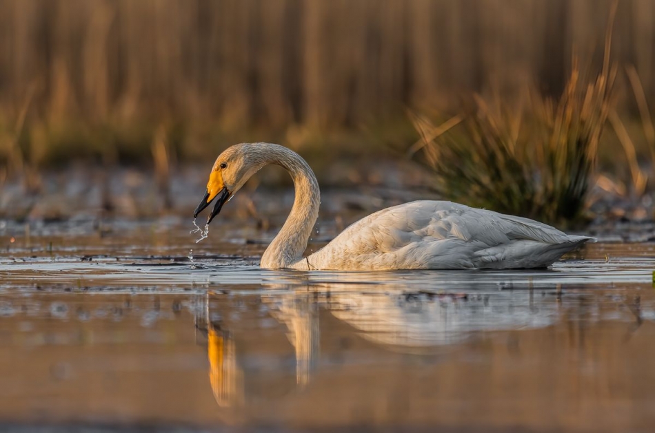 ?ab?d? krzykliwy. . Zdjęcie 336982