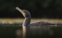Kormoran - Phalacrocora...