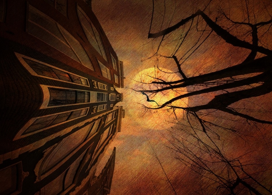 robin74r - Into the Trees.... . Zdjęcie 333204