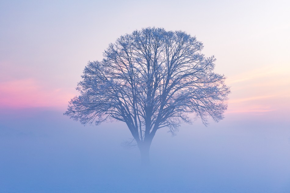 Zimowa drzewko. . Zdjęcie 338666