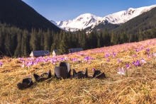 Tulipany W dolnie Choch...