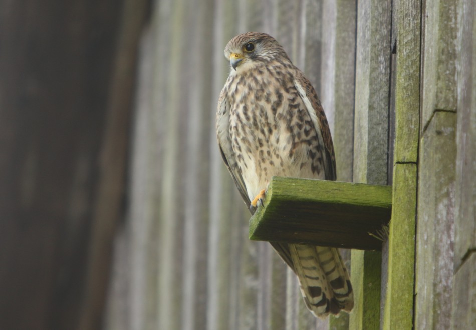 Pustulka. . Zdjęcie 339374