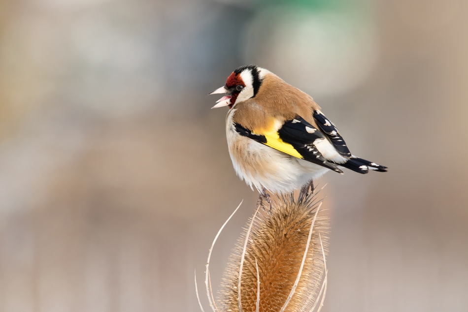 roman53 - . . Zdjęcie 283436