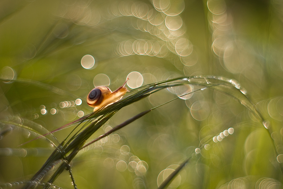 agnez - Idź ostrożnie. M42. Zdjęcie 129500