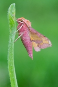 Deilephila porcellus