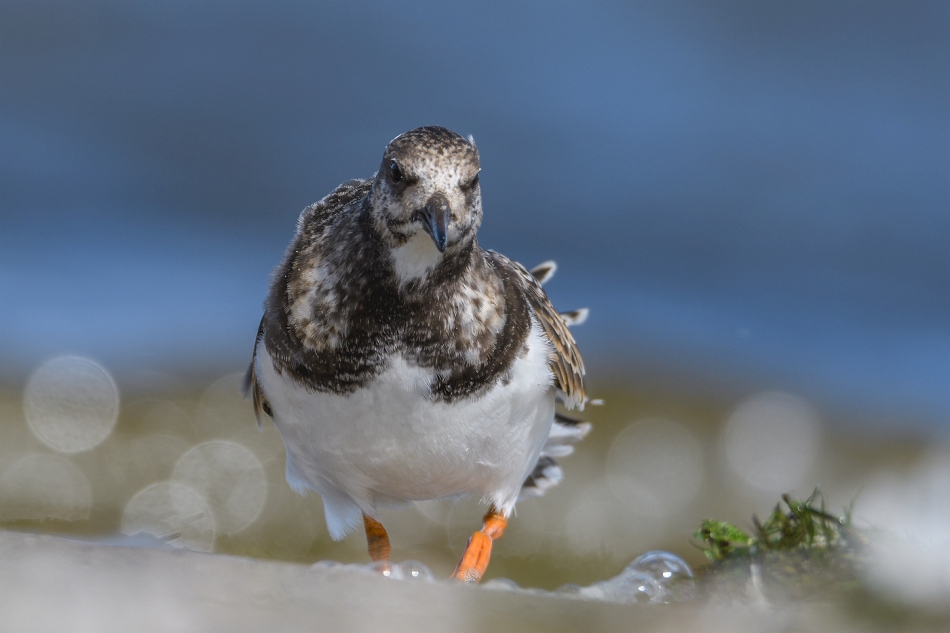 tomeq67 - Kamusznik.. . Zdjęcie 300346