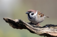 Mazurek