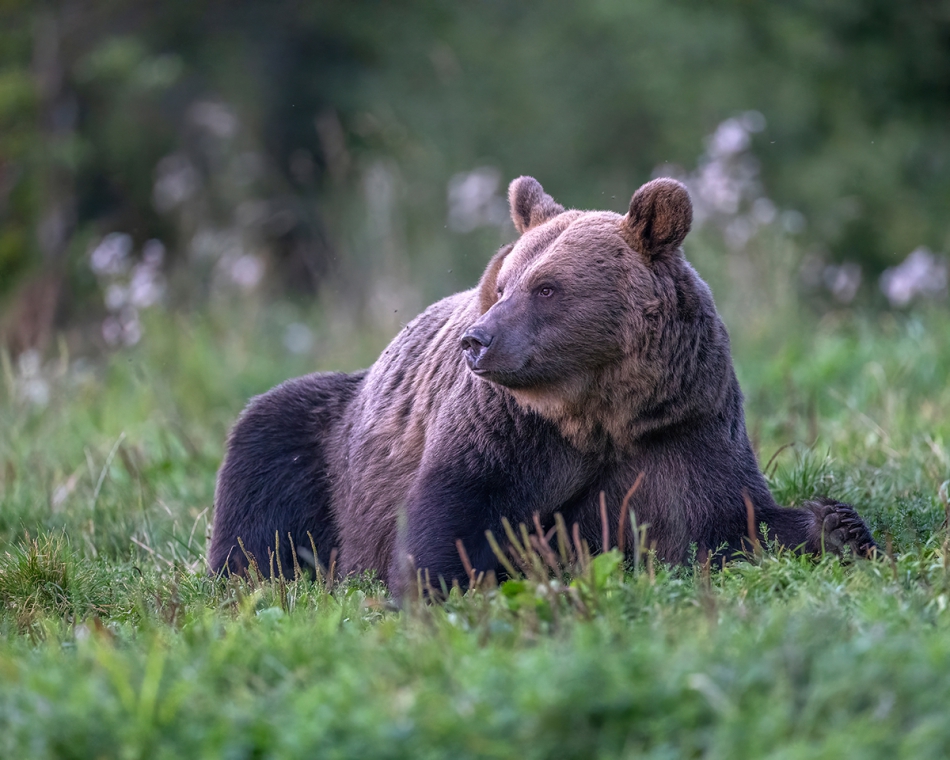 rybo_lub - O czym marzy miś.... . Zdjęcie 318222