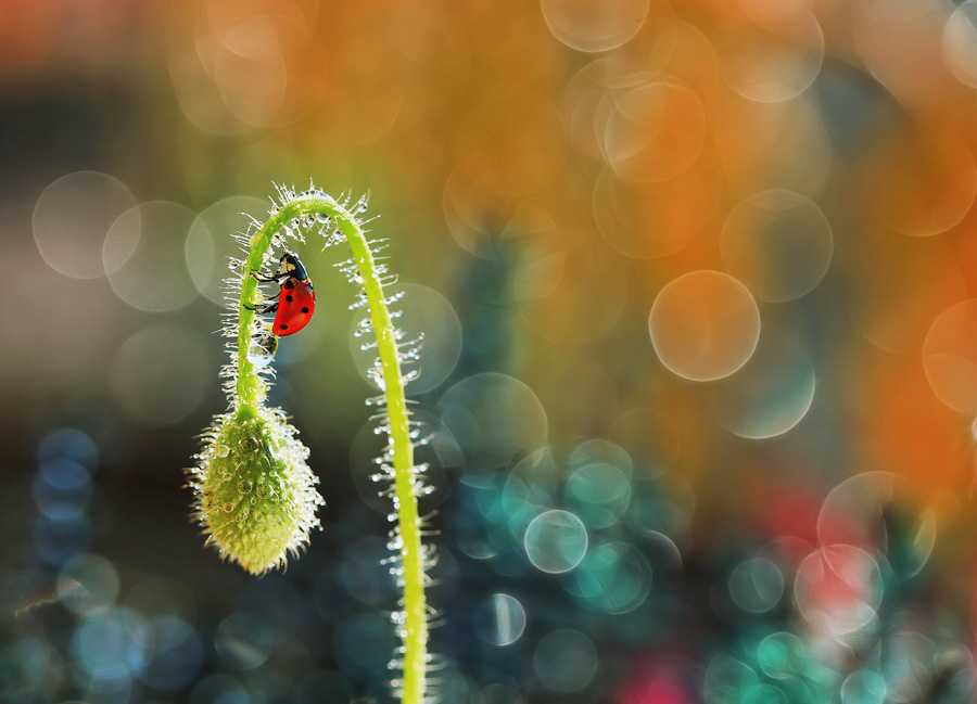 bluejeans - Kolorowy sen. . Zdjęcie 113695