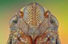 Leafhopper