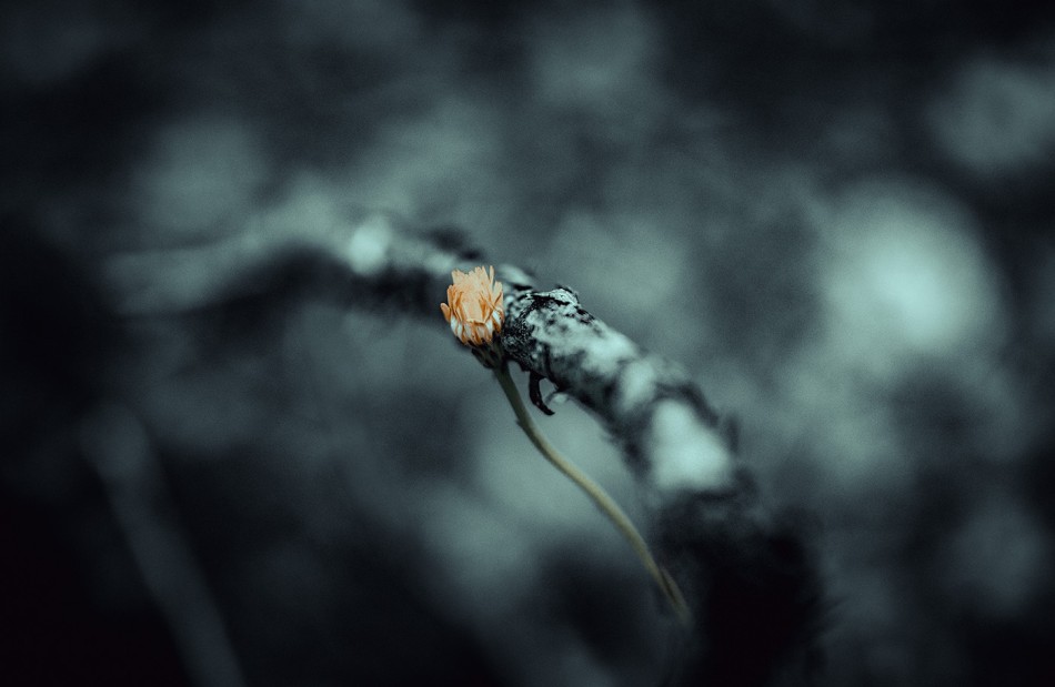 Brak tytułu. . Zdjęcie 337578