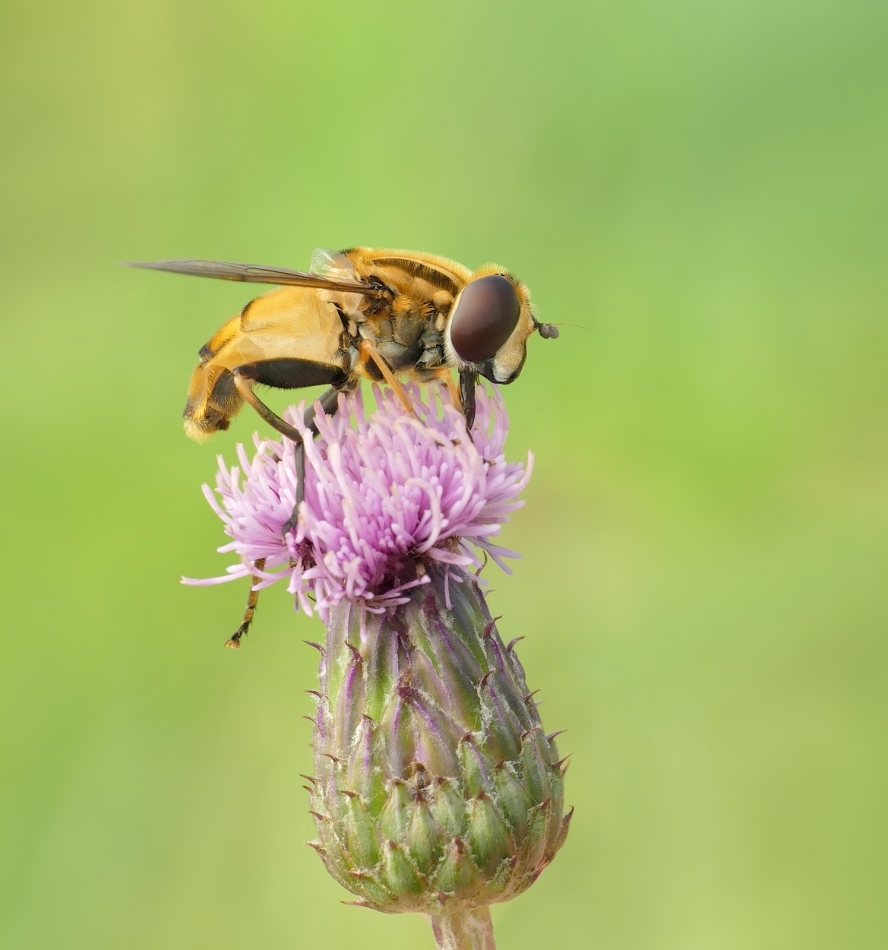 keni - Gniłun okazały (Helophilus trivittatus). PE. Zdjęcie 335213