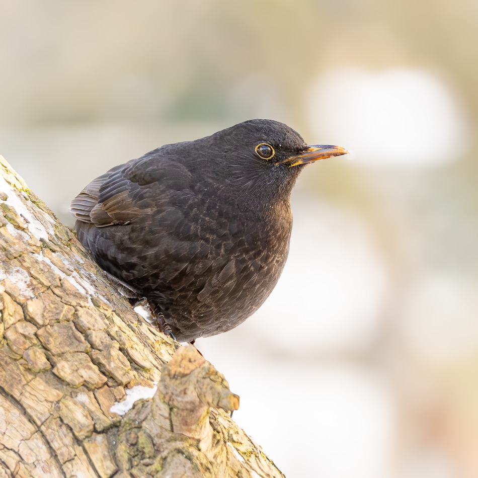 kos. . Zdjęcie 339588