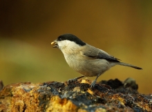 Uboga