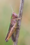 Omocestus viridulus