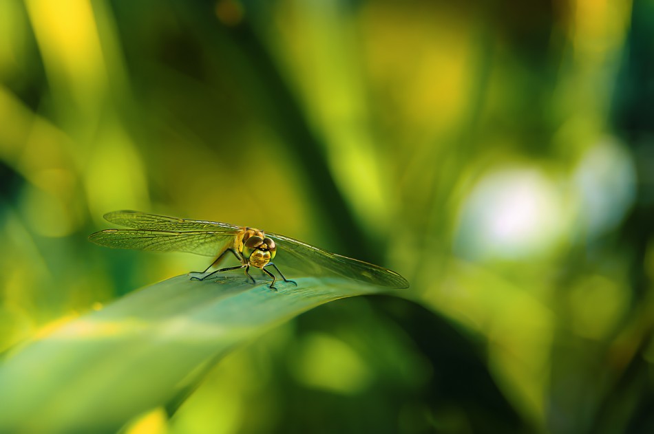 między jednym uderzeniem skrzydeł a następnym. Świat wokół rozmywa się w miękkich barwach, a ważka w bezruchu trwa, czujna i gotowa w każdej sekundzie wznieść się ponownie w powietrze. Taki krótki oddech natury między jednym uderzeniem skrz