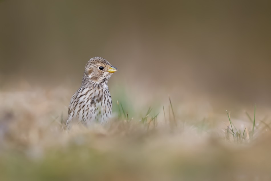 Cichy obserwator łąk. Potrzeszcz (Emberiza calandra). Zdjęcie 339494
