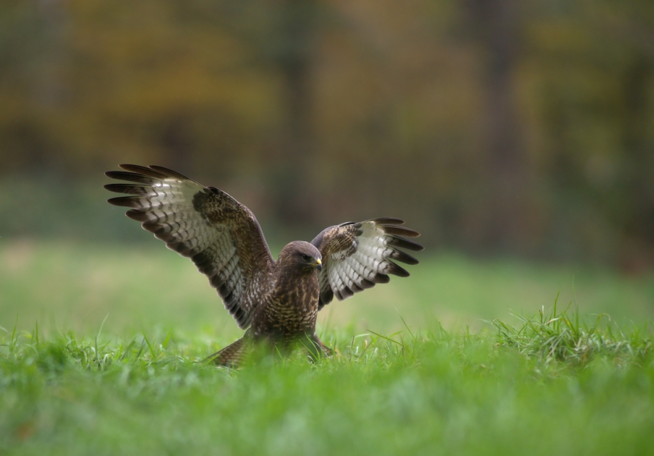 amigamedia - Myszak. Myszołów (Buteo buteo). Zdjęcie 206664