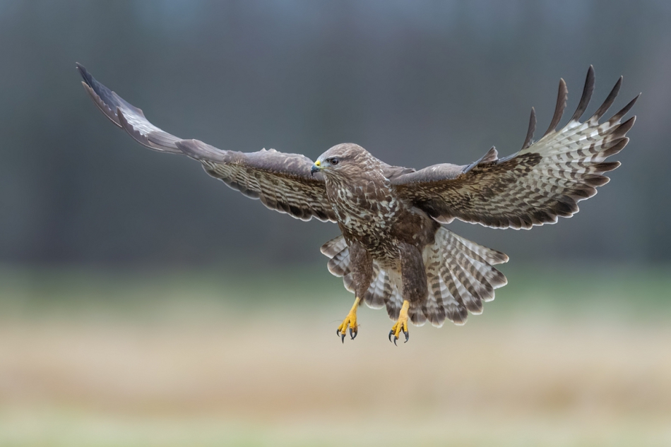 raftik - Myszołów, Common Buzzard (Buteo buteo) ... 2020r. . Zdjęcie 261488
