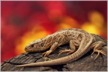 Dragon Of Fire