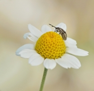 Strophosoma capitatum