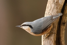 Akrobata