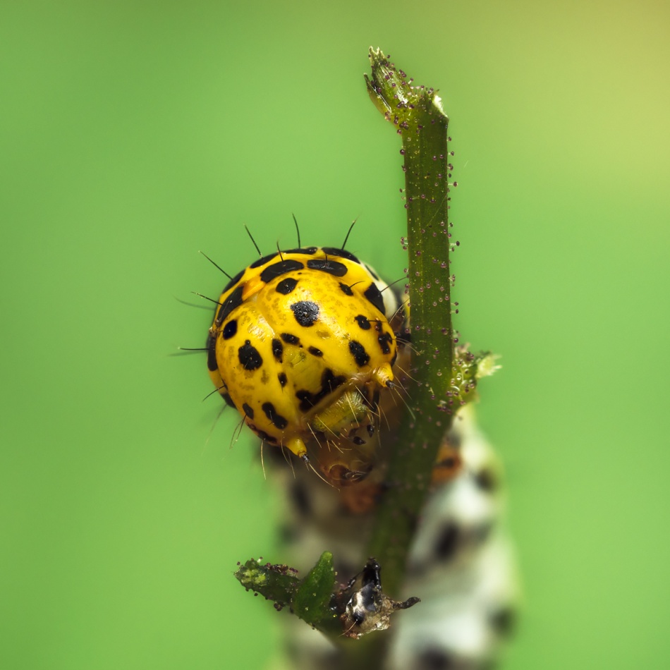 Kapturnica portretowo. . Zdjęcie 337190