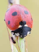 Coccinella septempunctata