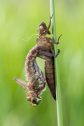 Brachytron pratense
