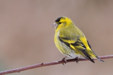  Czyż (Carduelis spinus)