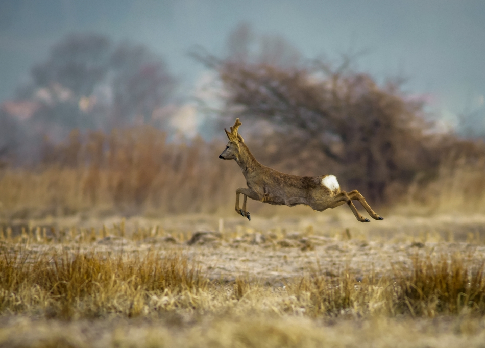 amigamedia - Skoczny kozioł. Sarna (Capreolus capreolus) Kozioł. Zdjęcie 285031