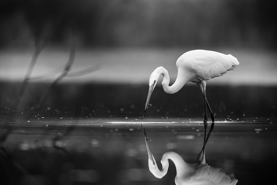 nad wodą. . Zdjęcie 337359